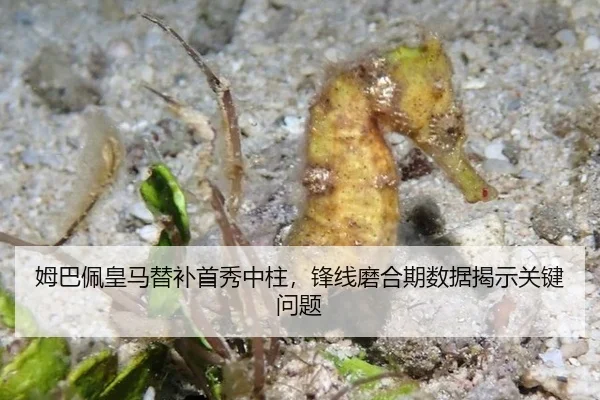 mu-ba-pei-huang-ma-ti-bu-shou-xiu-zhong-zhu-feng-xian-mo-he-qi-shu-ju-jie-shi-guan-jian-wen-ti-2-901.jpg